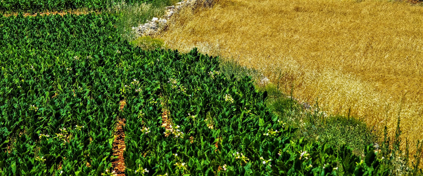 Aerial view of green pasture blocks