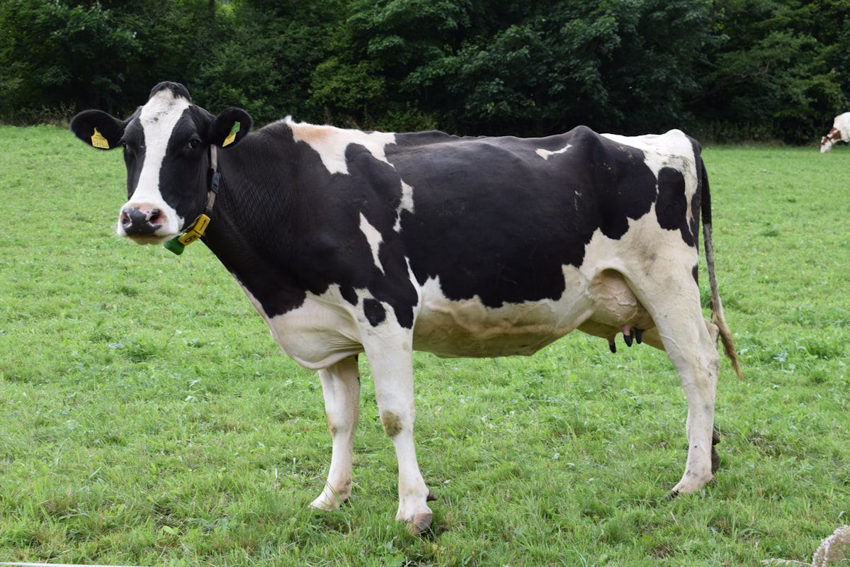 Friesian dairy cow standing in a lush green paddock