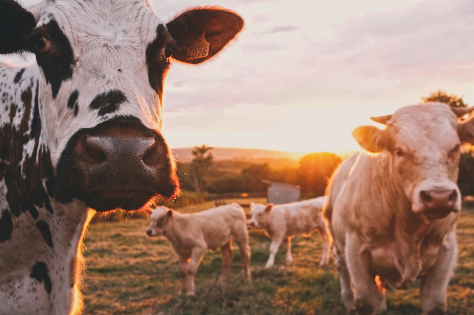 Dairy herd grazing at sunset