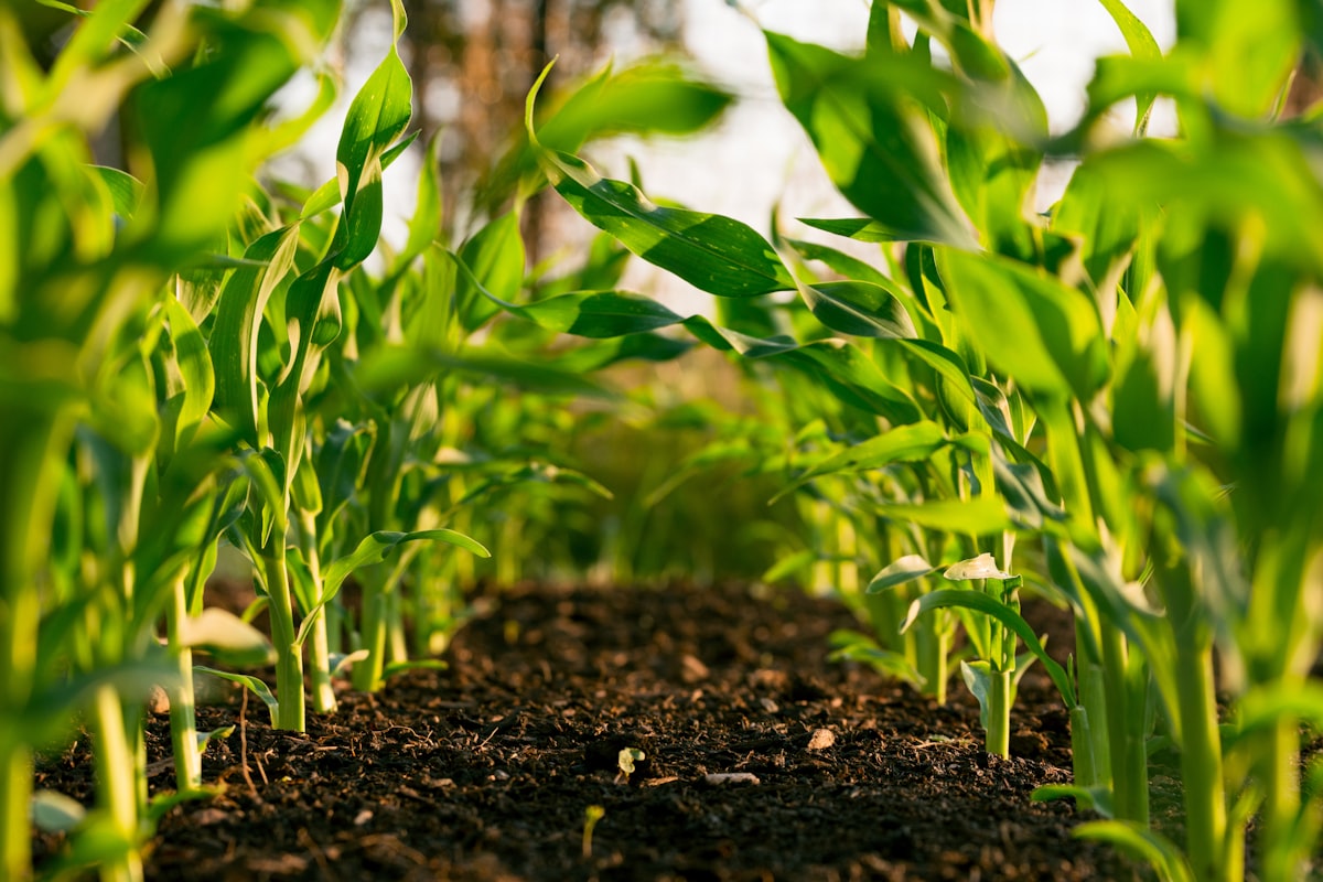Young maize crop grown for supplementary feed