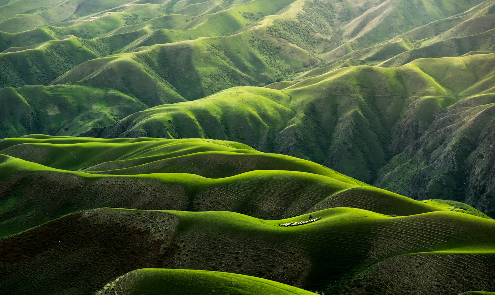 Rolling green farmland
